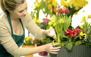 Skintos gėlės laikosi ilgiau (tulpės, narcizai, anturiai, chrizantemos, vilkdalgiai)