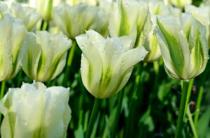 Žalios tulpės 'spring green'