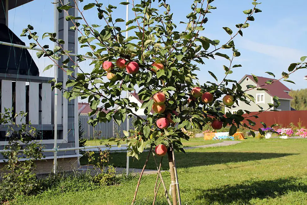 Vasarinių obuolių veislės