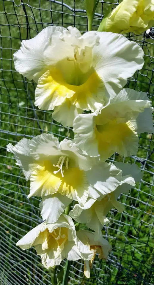 Gėlė kardelis (balta geltona)