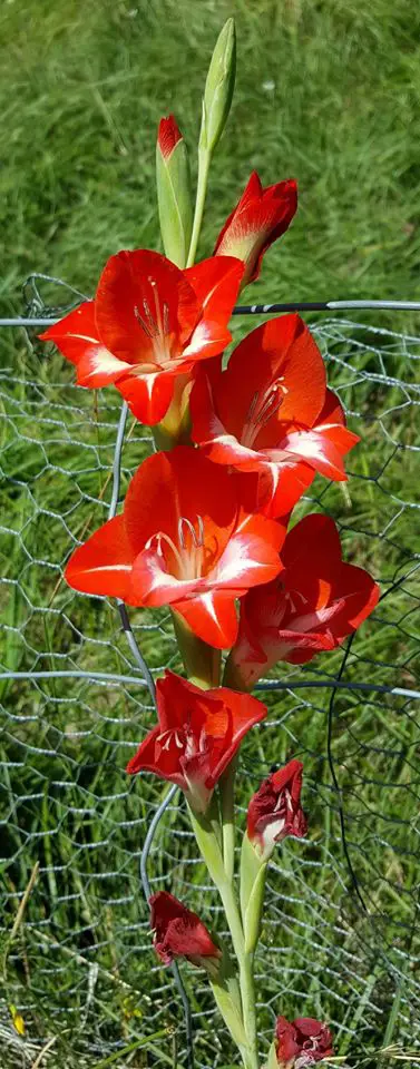 Gėlė kardelis (raudona balta)