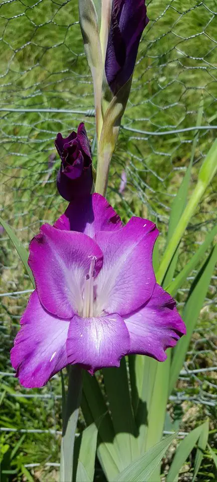 Gėlė kardelis  (violetinis žiedas)