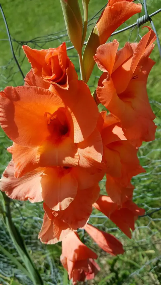 Gėlė kardelis (oranžinis)