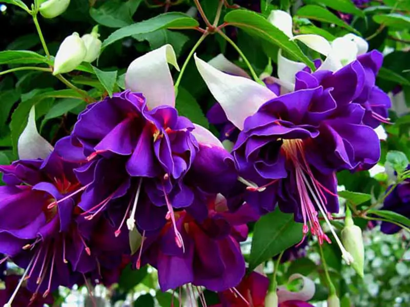 Gėlė FUCHSIA Deep Purple
