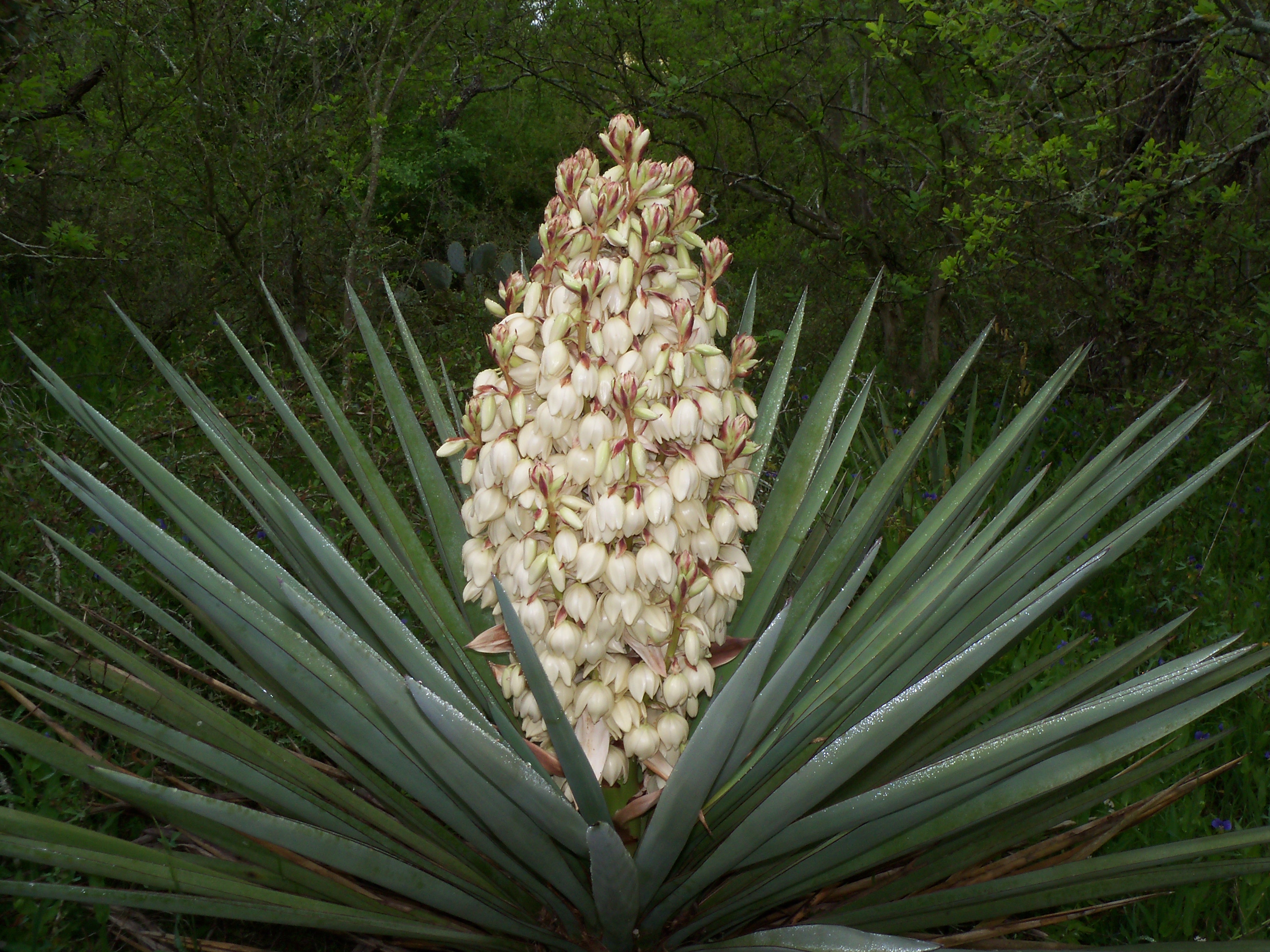 Kambarinė gėlė juka (yucca)