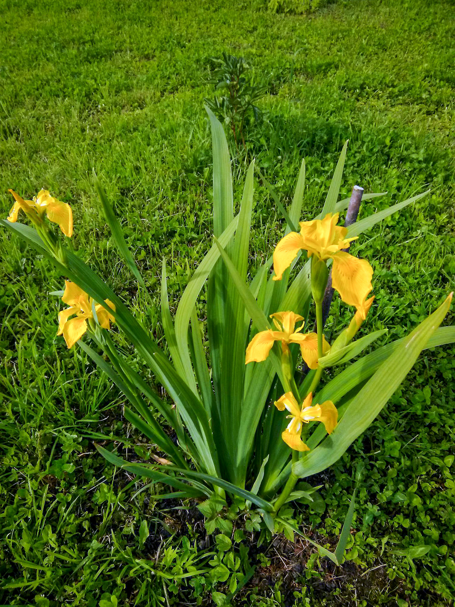 Geltonasis irisas