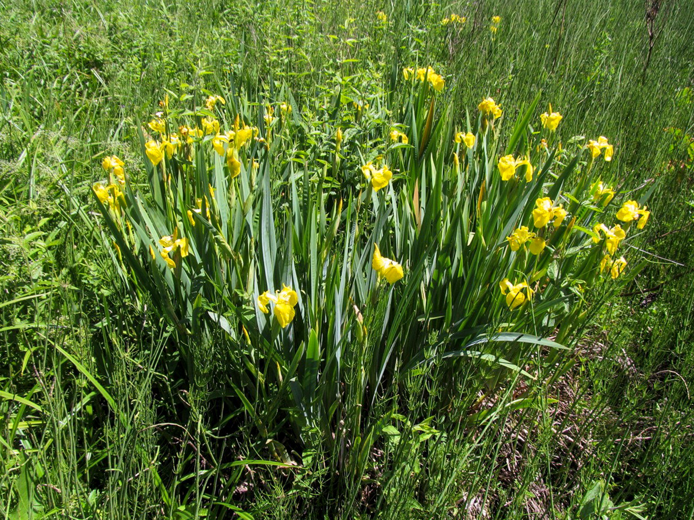 Geltoni irisai