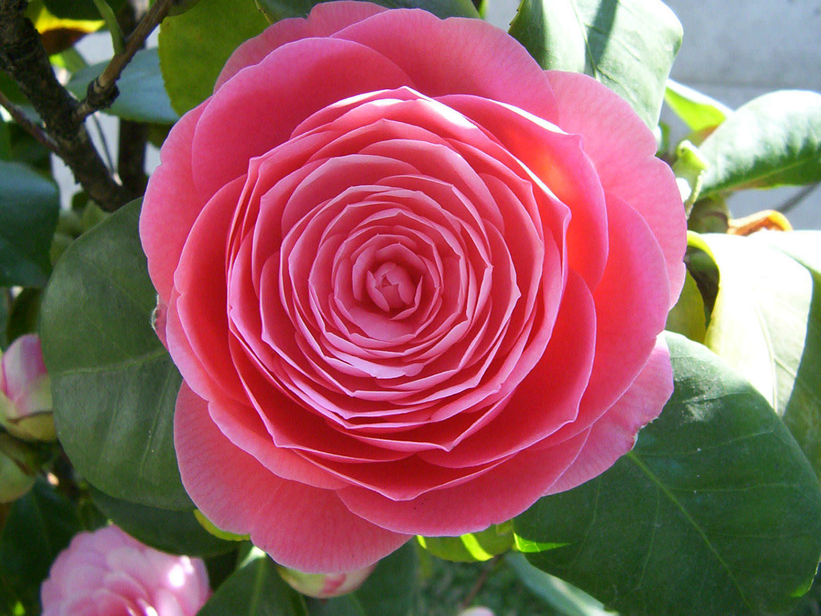 Gėlė Japoninė kamelija (Camellia japonica)