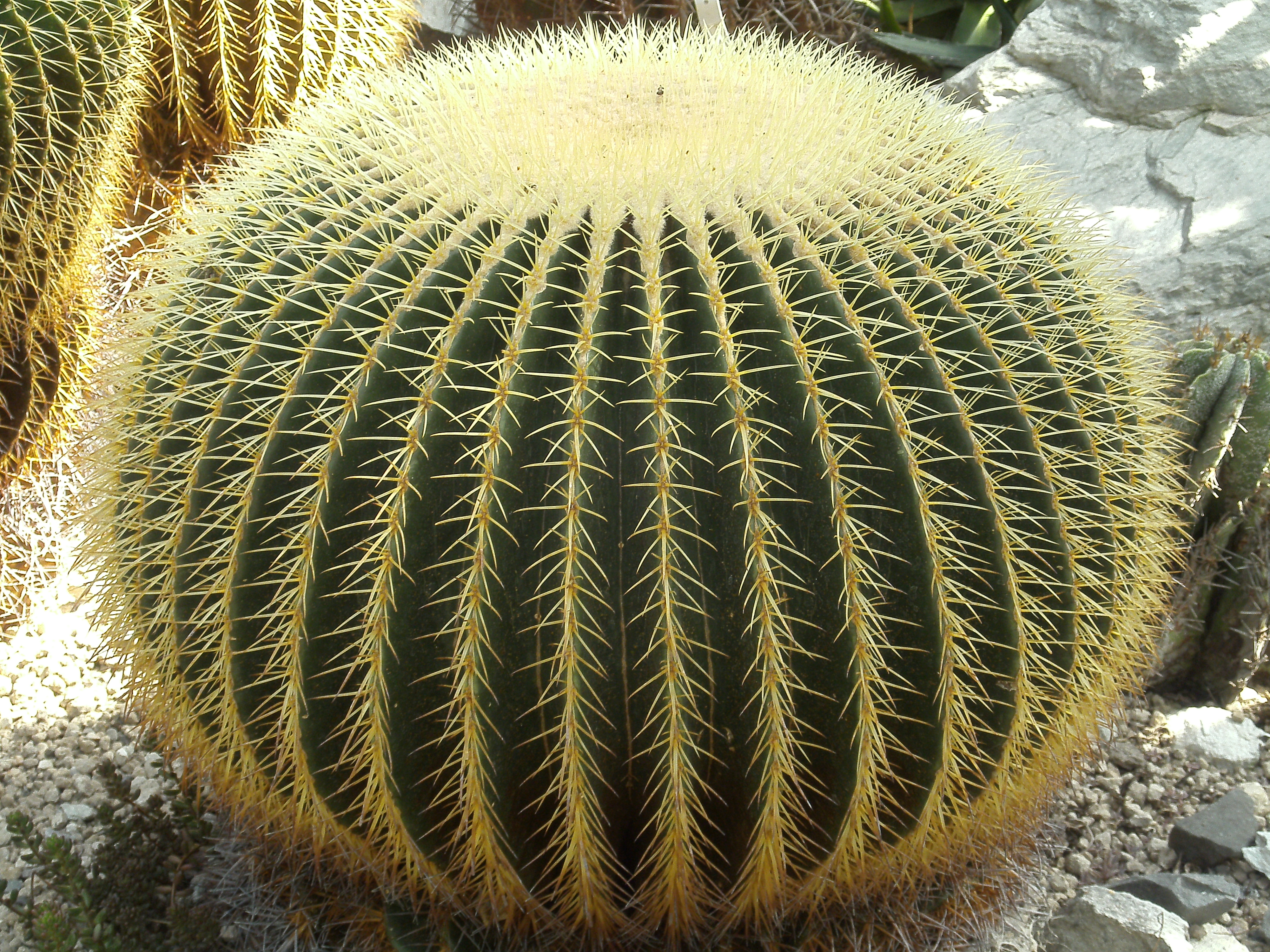 Kaktusas Echinocactus grusonii