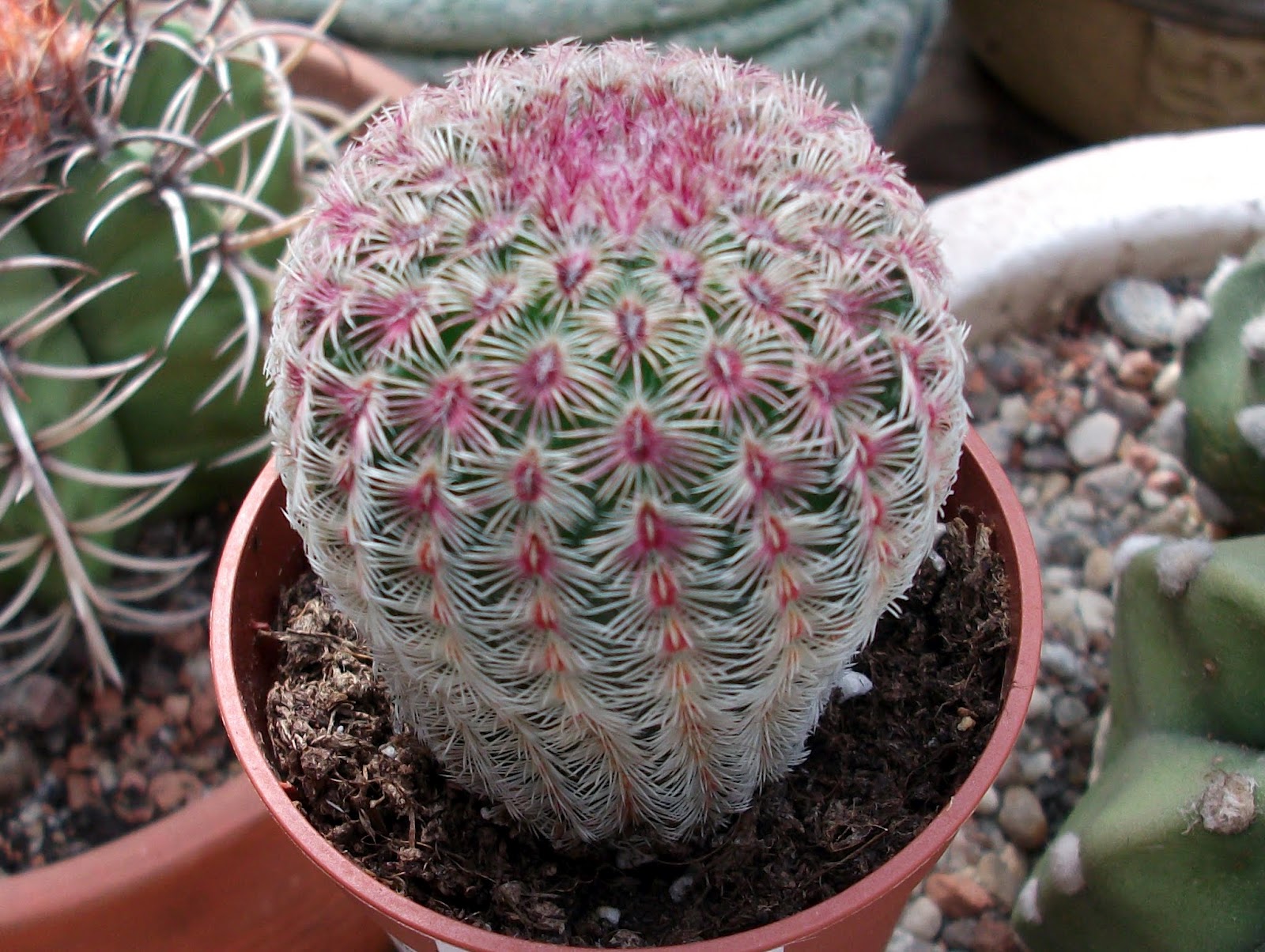 Kaktusas Echinocereus