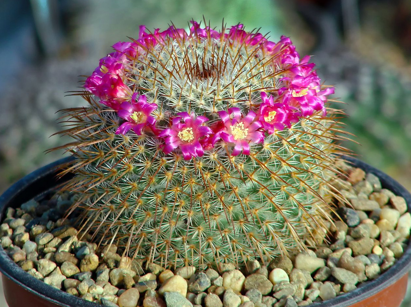 Kaktusas mamiliarija (rožinis)