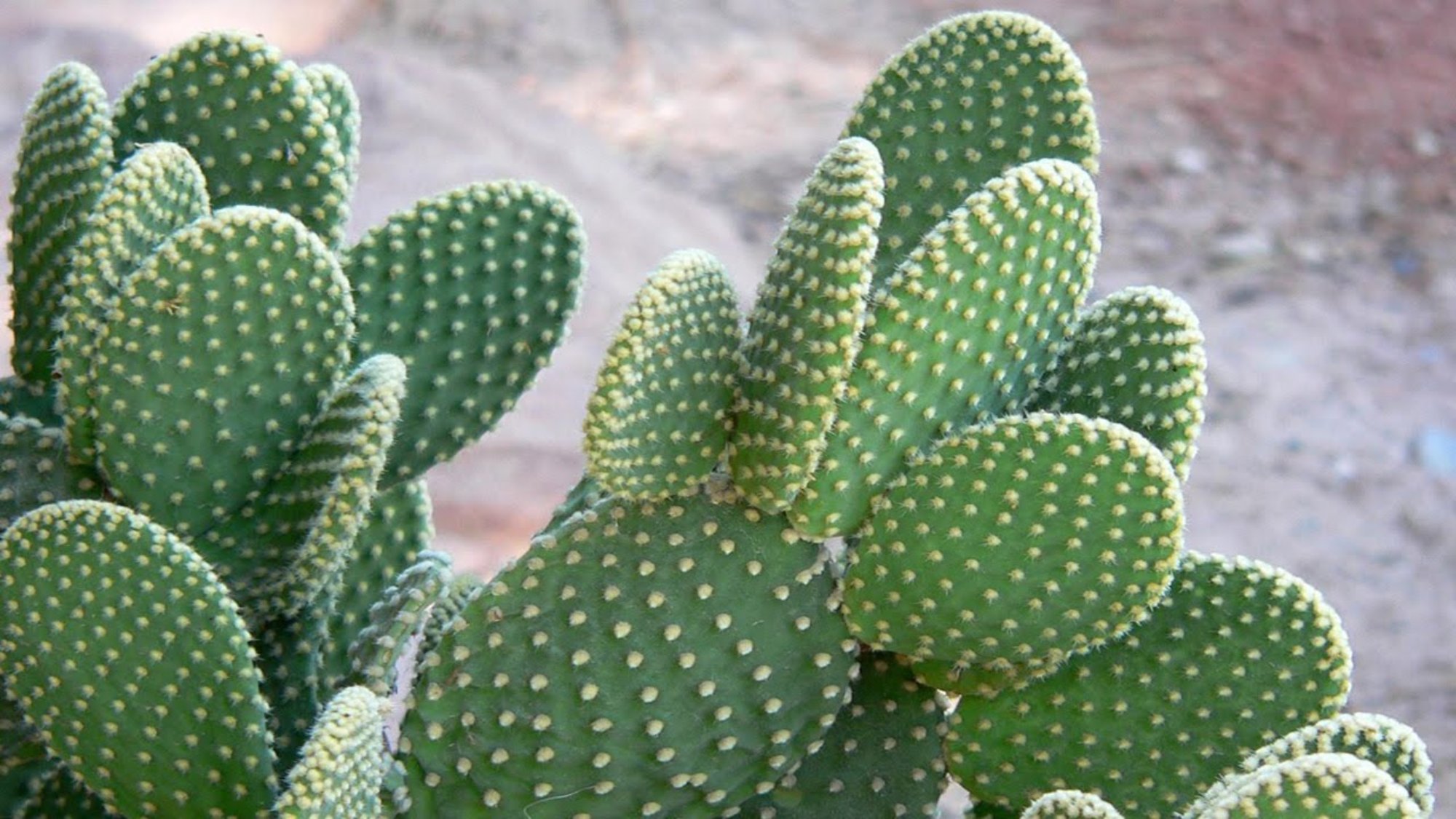 Kaktusas opuntija