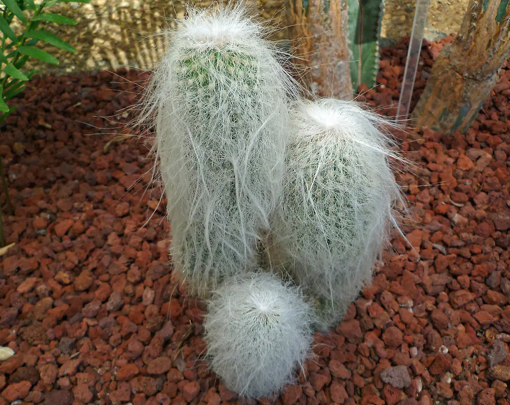Kaktusas Cephalocereus senilis