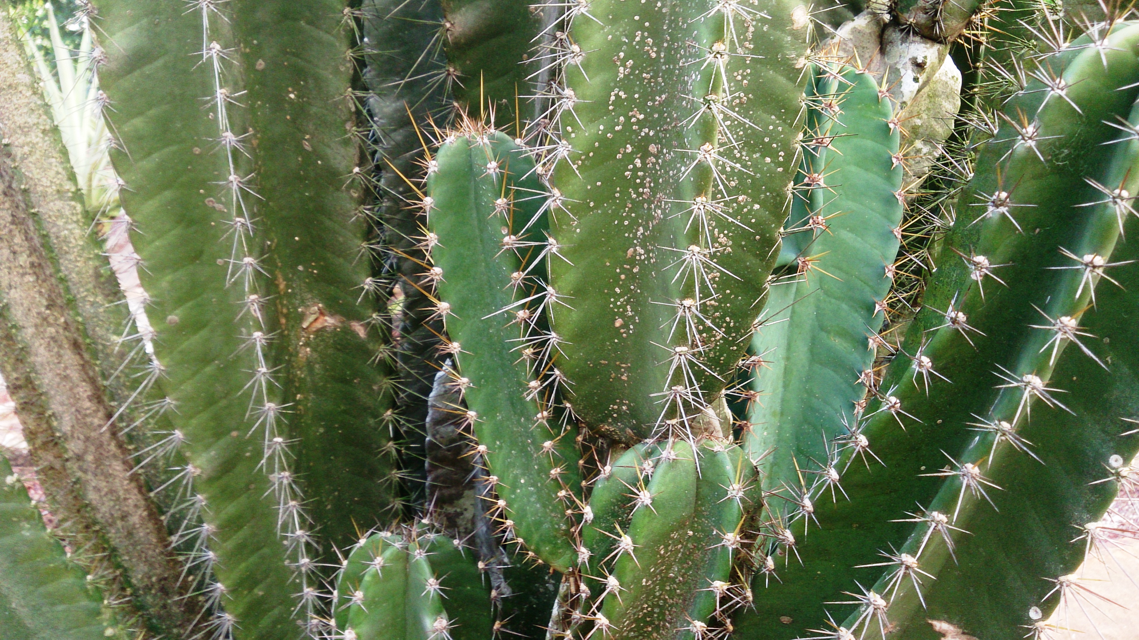 Kaktusas stulpenis (Cereus)