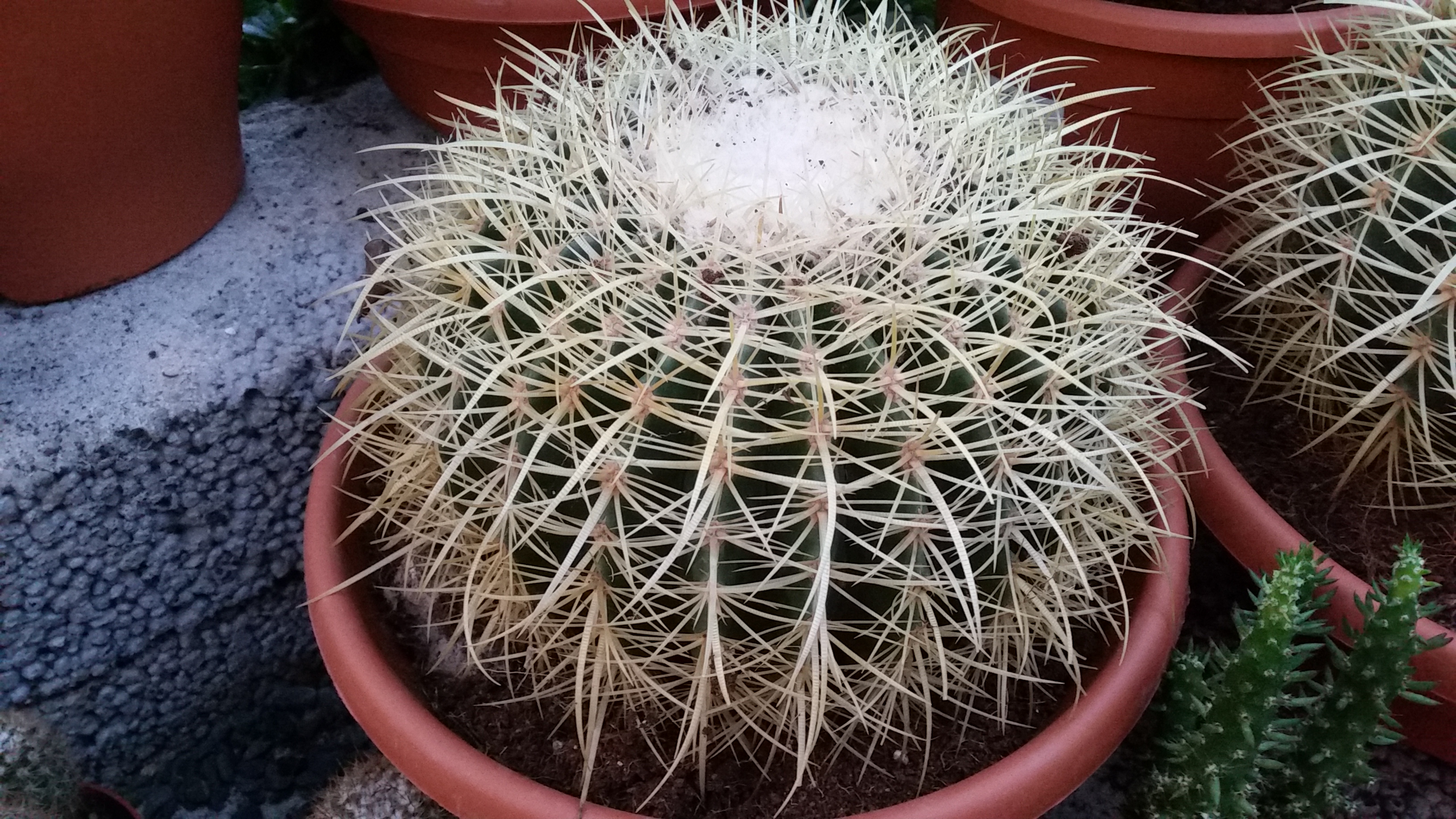 Kaktusas vazone