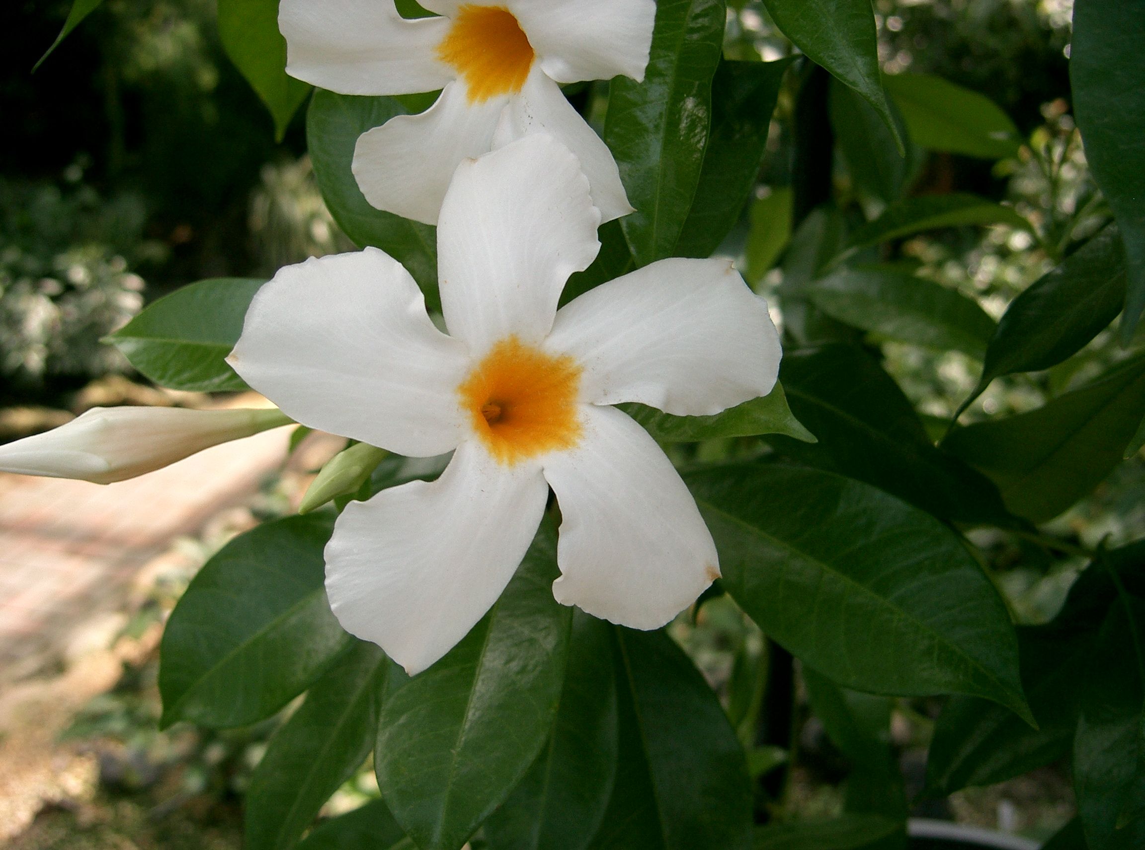 Gėlė Mandevila (Mandevilla boliviensis)