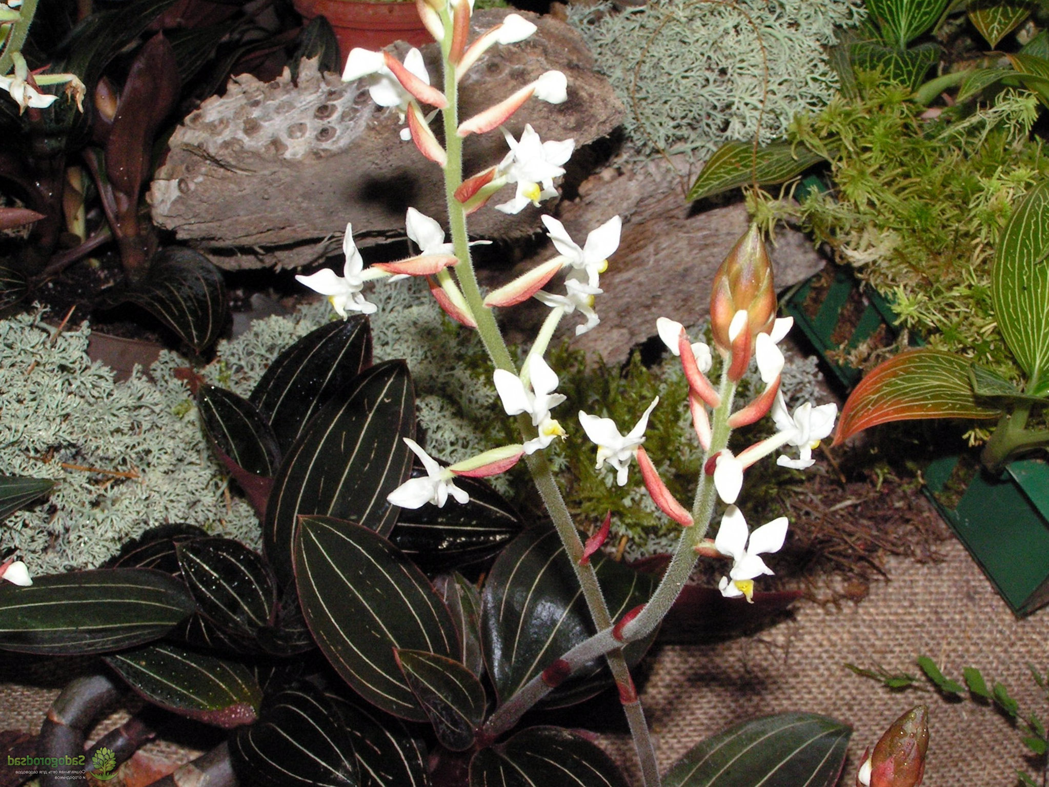 Margalapės orchidėjos žiedai