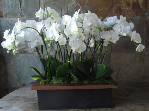 Gėlės nuotrauka. (Pavadinimas: Orchidėja Phalaenopsis)