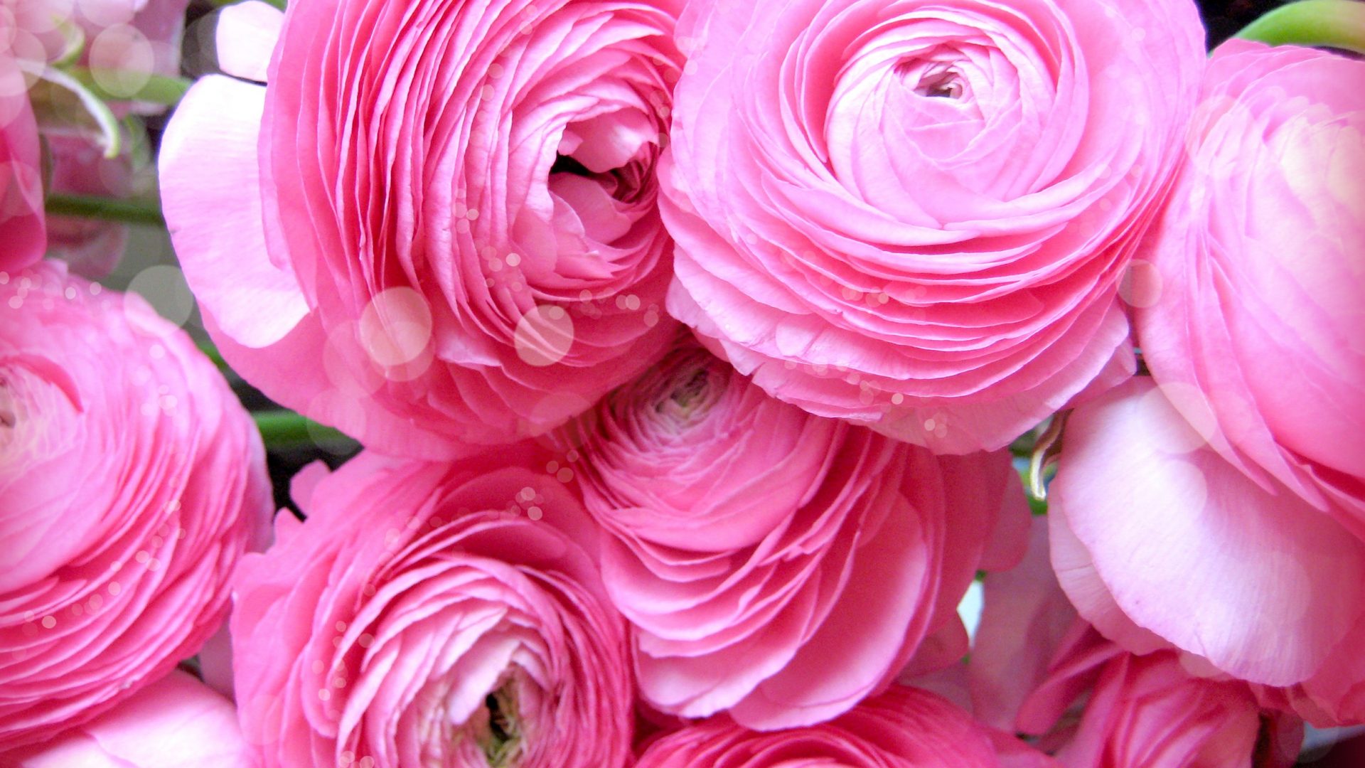 Gėlės rožiniai vėdrynai