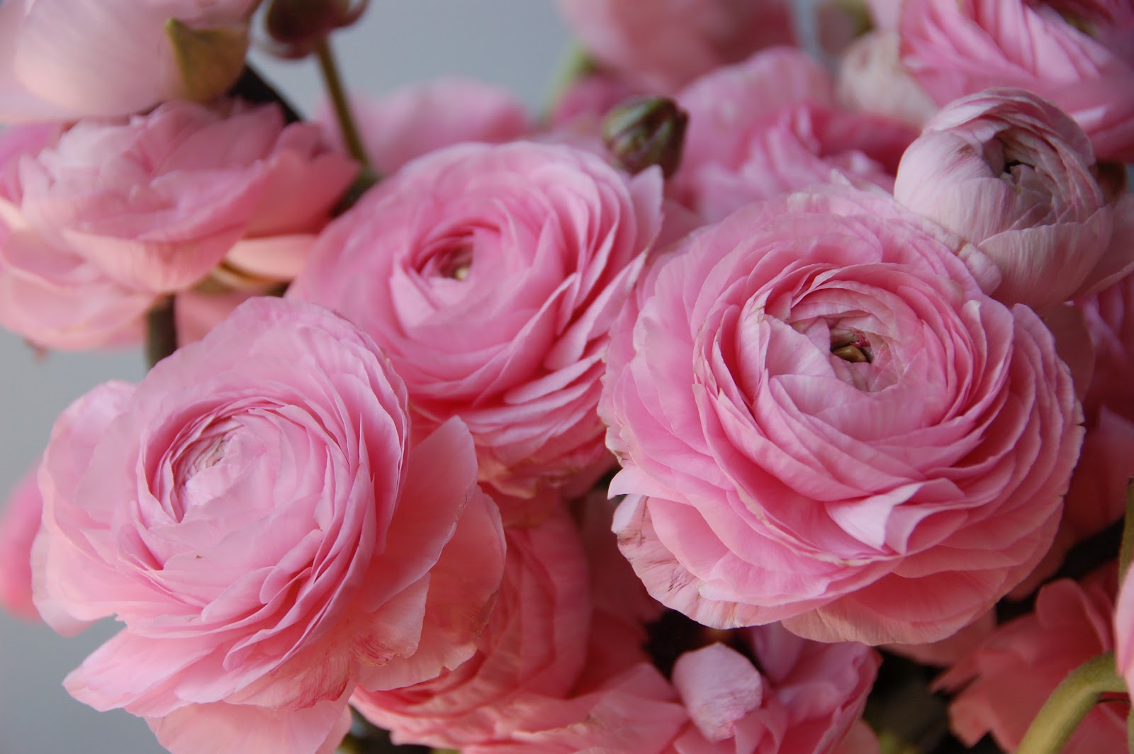Švelniai rožinių vėdrynų puokštė