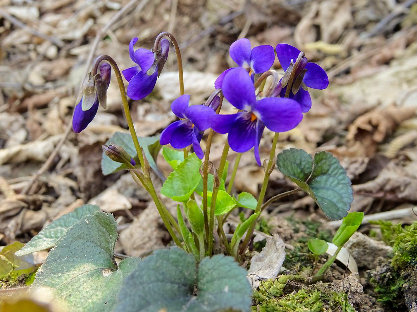 Viola (gėlė)