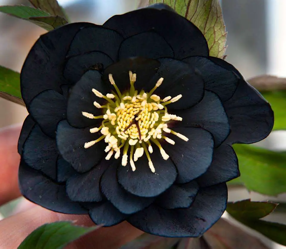 Juodos spalvos gėlė Eleboras