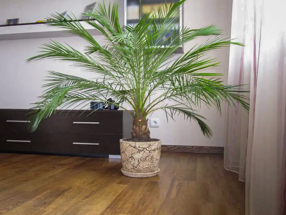 Didelė kambarinė palmė