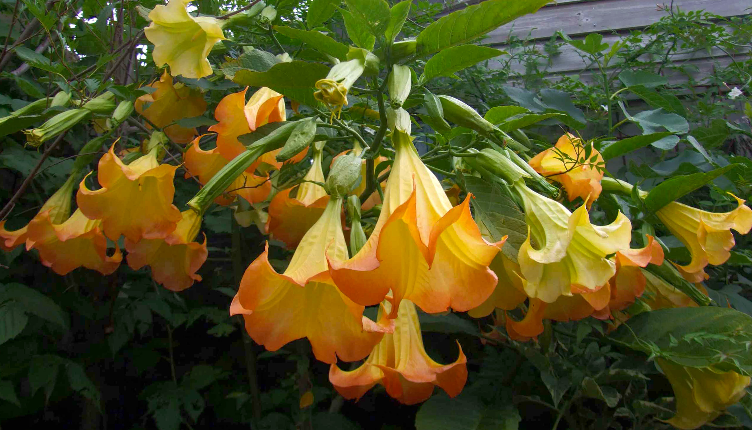 Gėlė Datura (durnarope ir brugmansija)