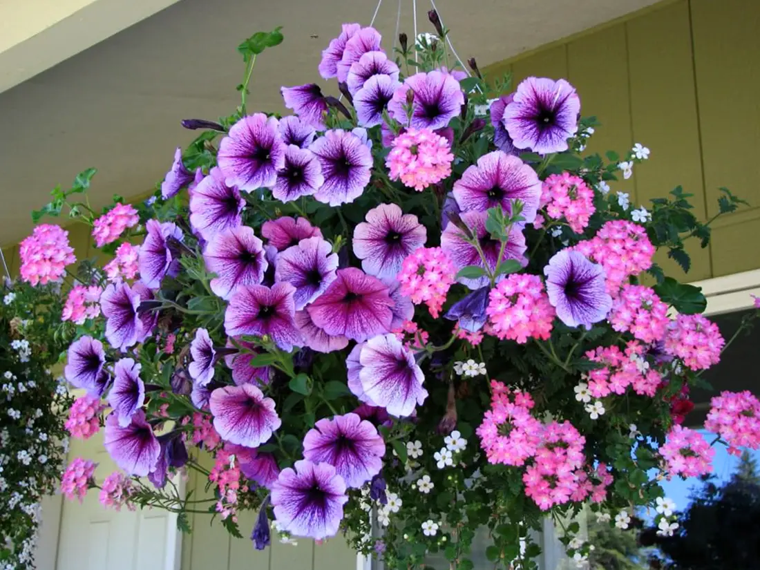 Gėlės pakabintam vazone (Petunijos)