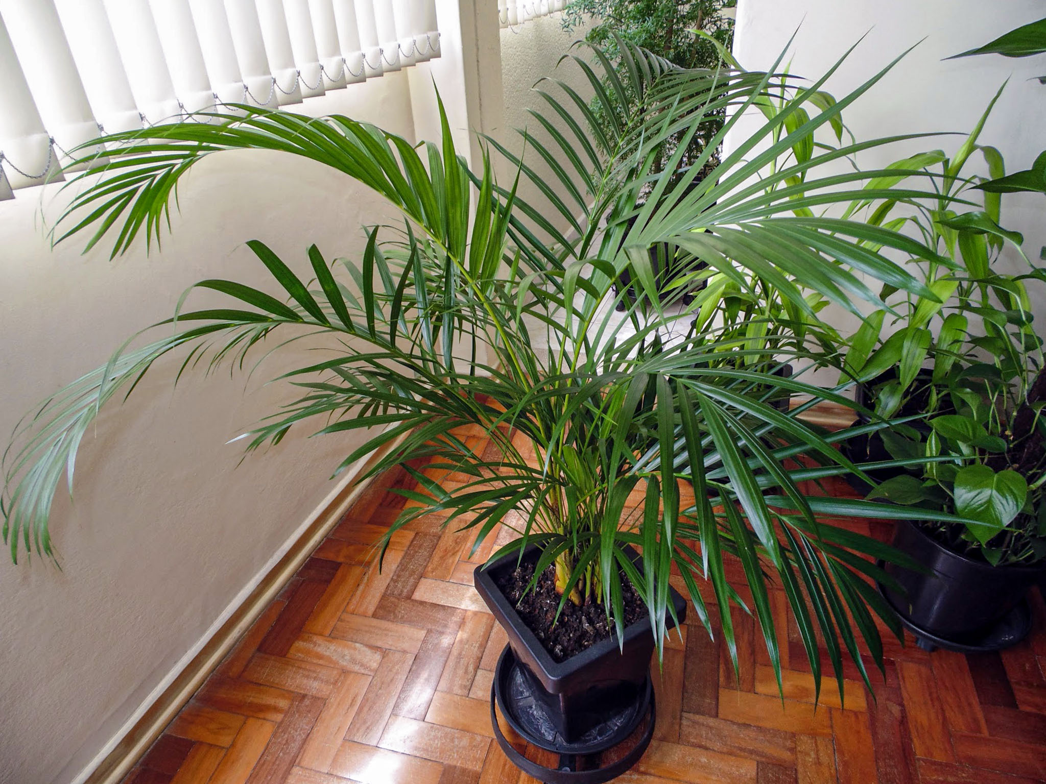 Kambarinės palmės