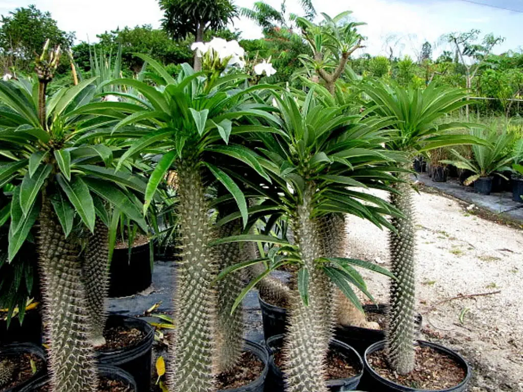 Tukvis (Madagaskaro palmė)
