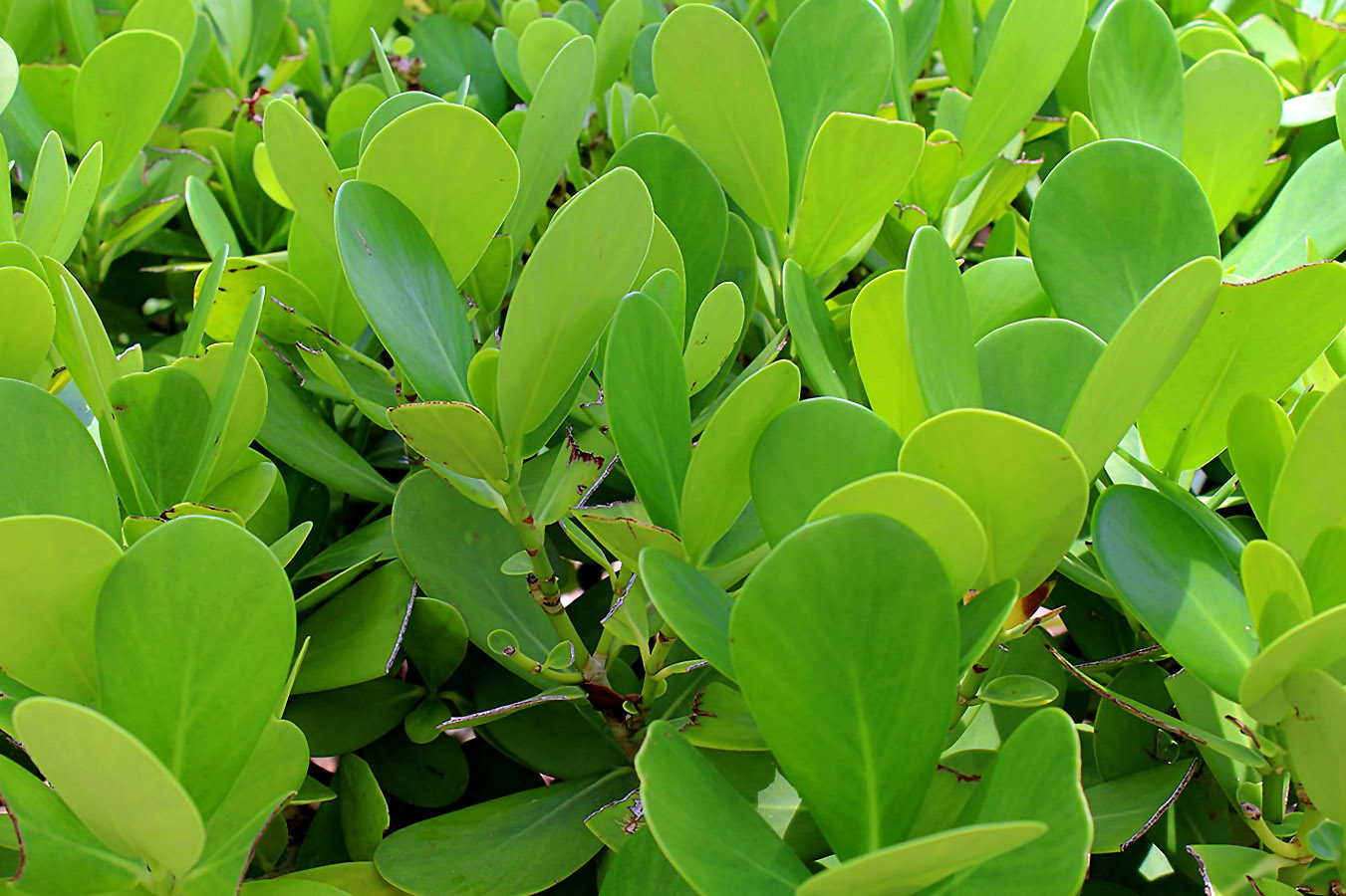 Tropinis augalas Kluzija (Autografų medis)