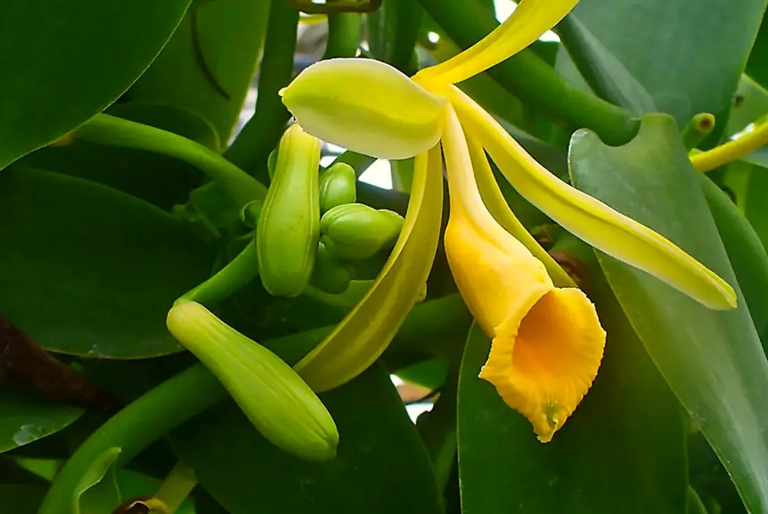 Kvapioji vanilė (Vijoklinis augalas)