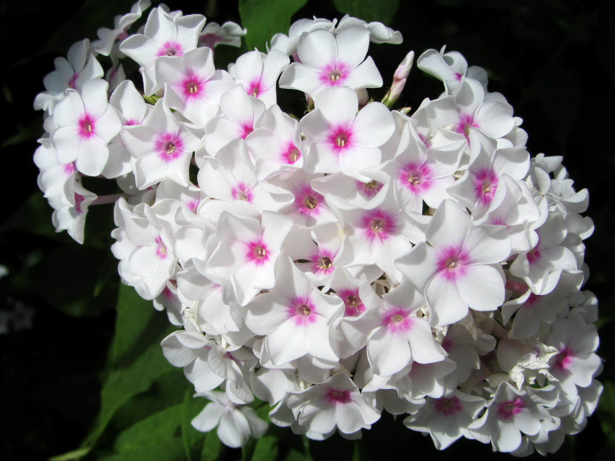 Balti flioksai (gėlė flioksas)