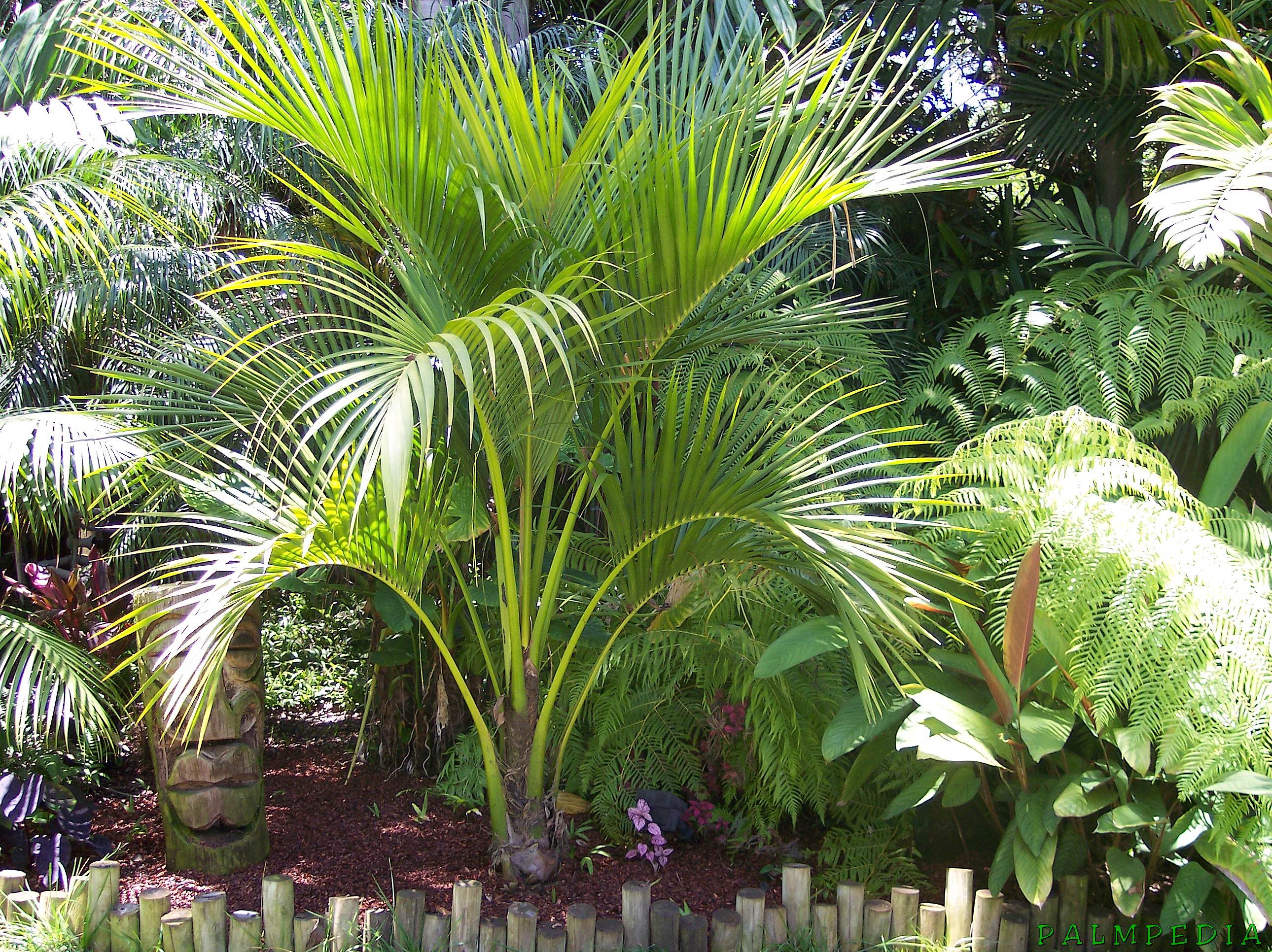 Howea palmė