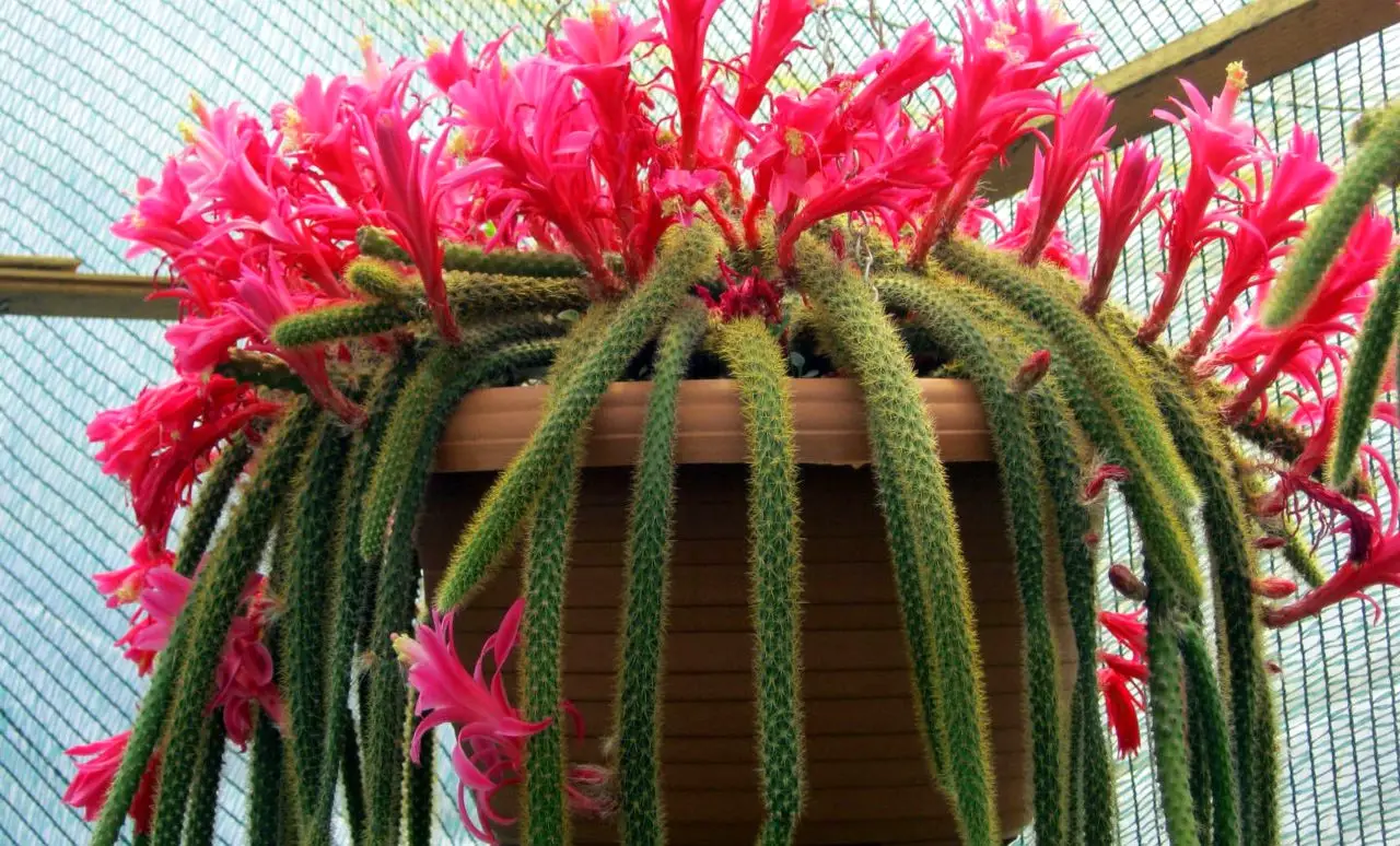Kaktusas Aporocactus
