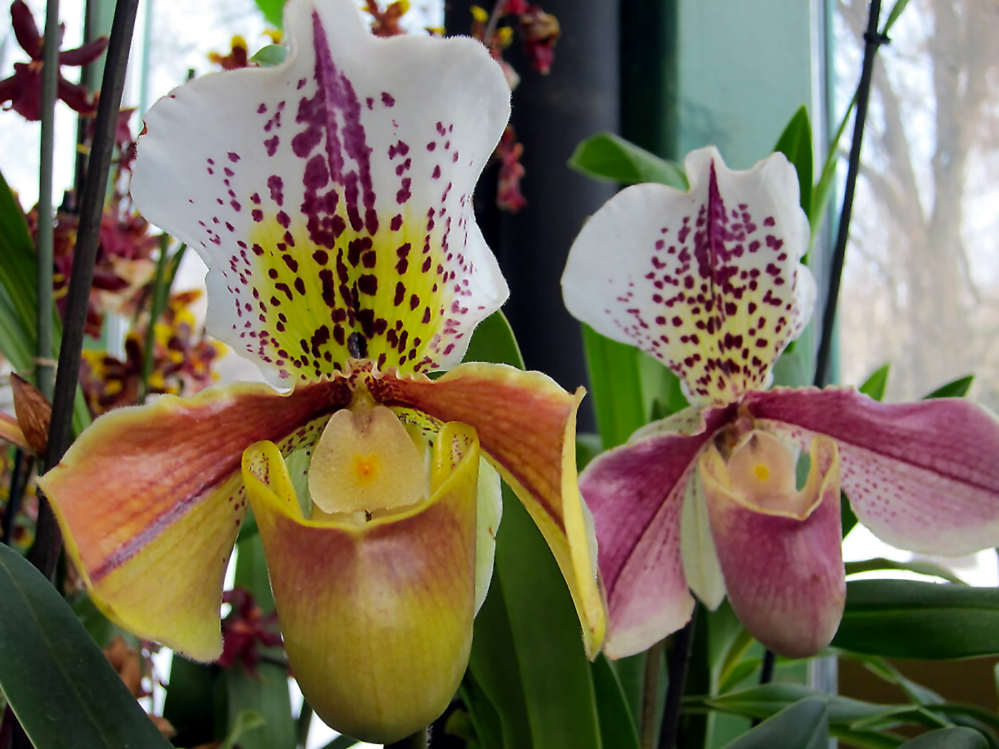 Orchidėja Raibuolė