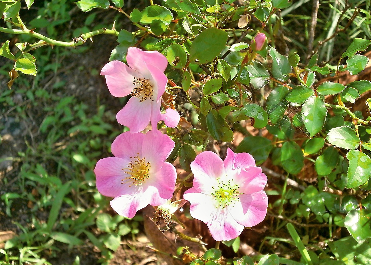 Miniatiūrinė rožė (Rosa Chinensis)