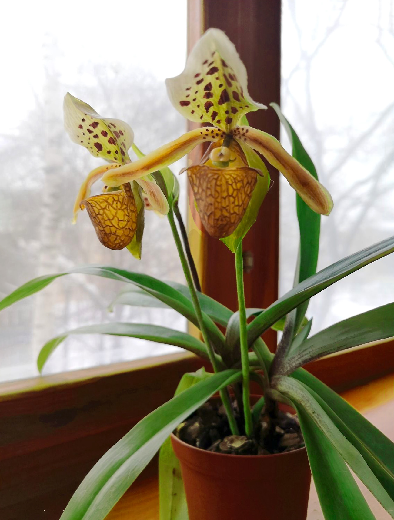 Orchidėja raibuolė