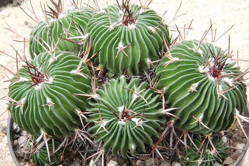 Kaktusas Stenokaktusas (Stenocactus)