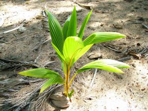 Riešutinė kokoso palmė