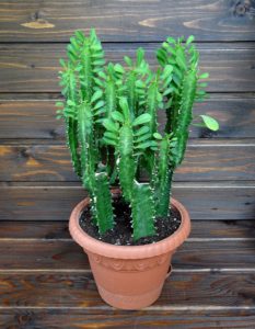 Tribriaunis kaktusas (karpažolė)