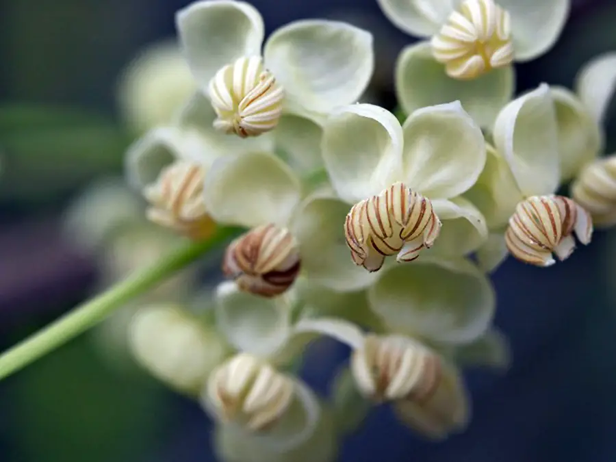 Akebija (shirobana) baltai žydintis vijoklis