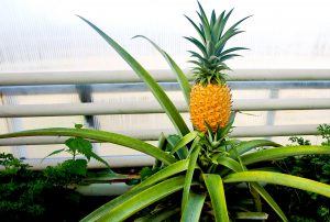 Ananaso auginimas šiltnamyje