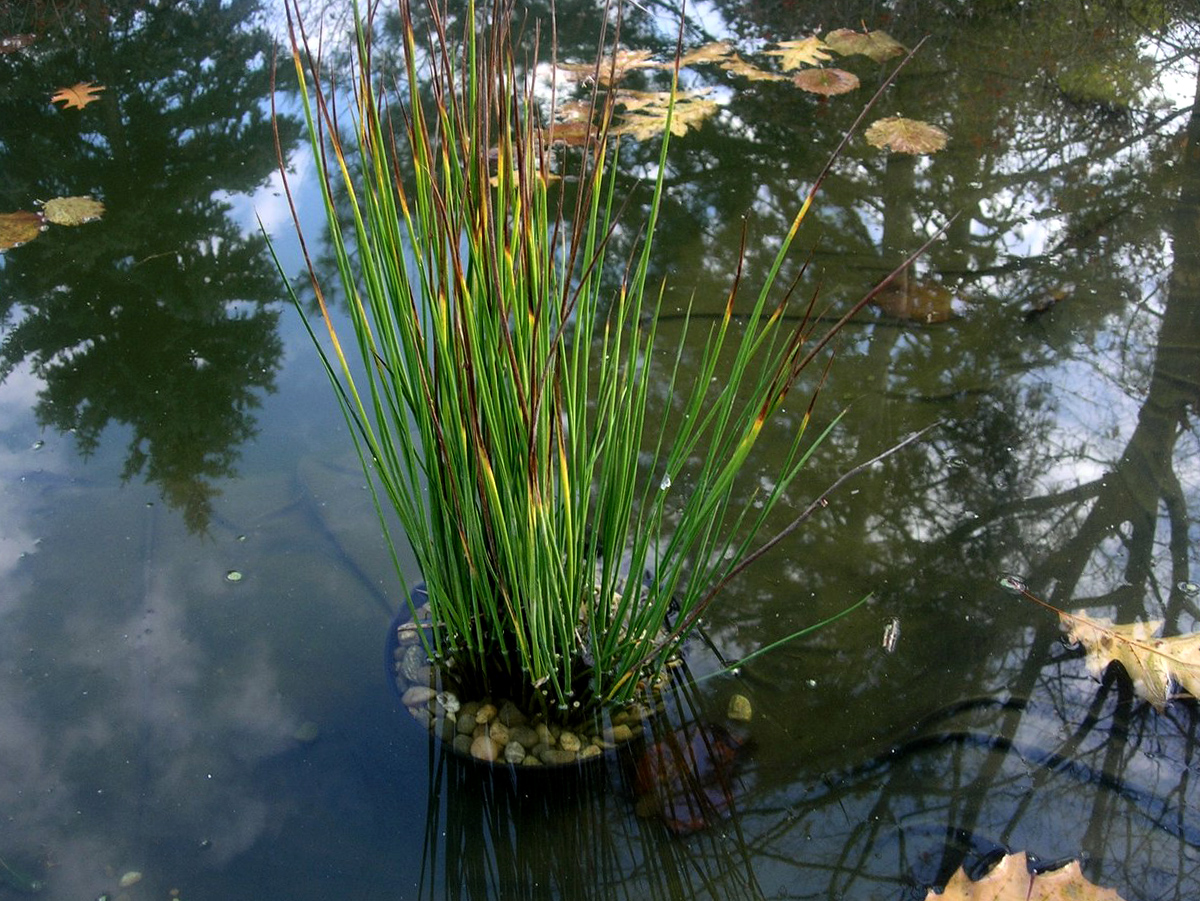 Augalas vikšris (prie vandens)