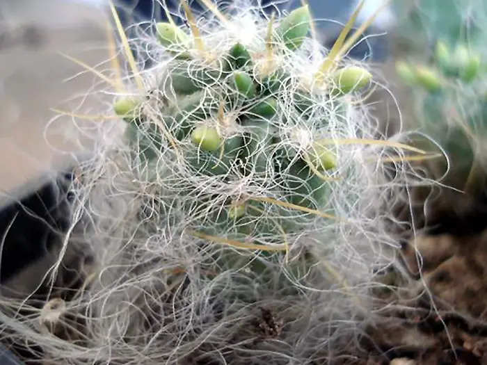 Gaurulis kaktusas (tephocactus)