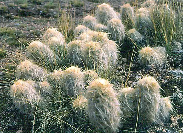 Gaurulis - Plaukuotas kaktusas