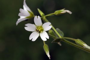 Gėlė Glažutė (Cerastium purpurascens)