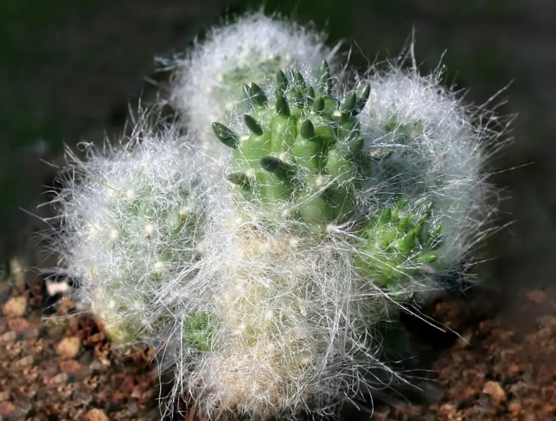Gaurulis (kaktusas)