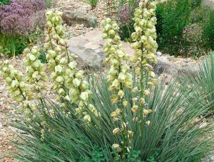 Lauko gėlė 'yucca glauca'
